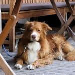 restaurantes y mascotas