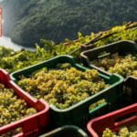 turismo gastronomico y enologico